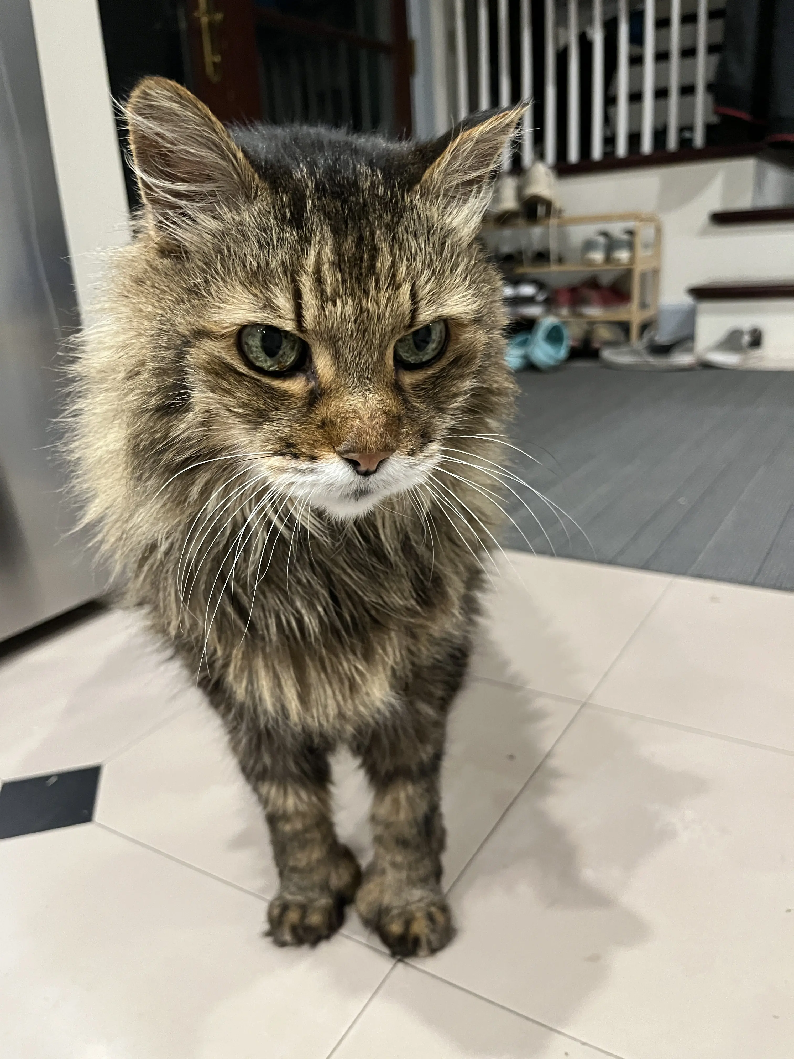 Tiger, our beloved cat